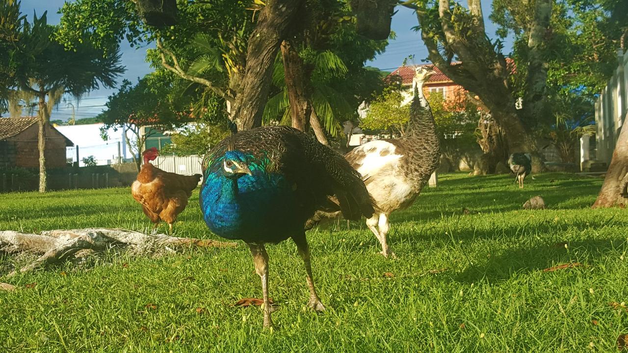 Pousada Pavao Branco Florianópolis Zewnętrze zdjęcie