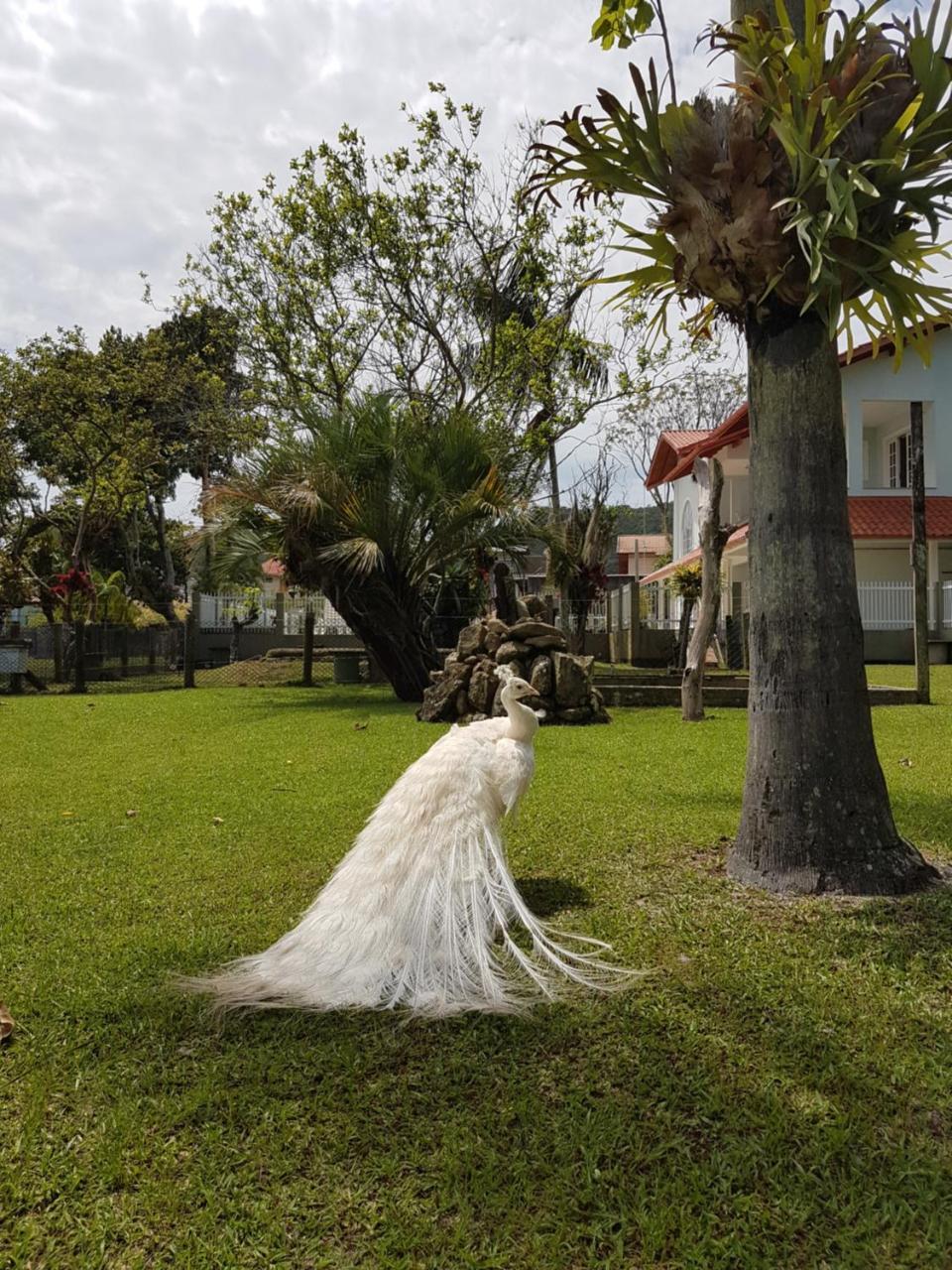 Pousada Pavao Branco Florianópolis Zewnętrze zdjęcie